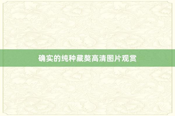 确实的纯种藏獒高清图片观赏